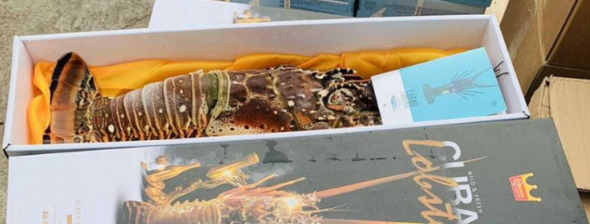 图片[5]-贸易战澳洲先服软？中国终于同意进口龙虾，澳总理：能赶上春节吗？-华闻时空