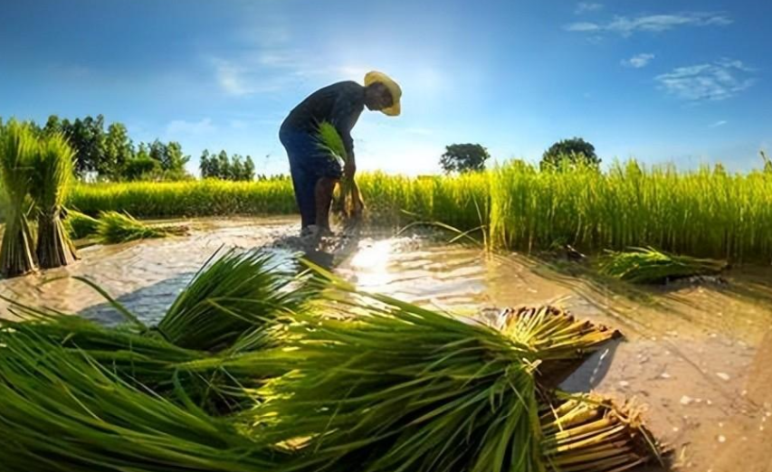 图片[5]-中国人到底有多勤劳？看看边境两侧的农田，你就能找到答案-华闻时空