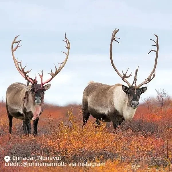 图片[25]-不到加拿大，不知道秋天有多美-华闻时空