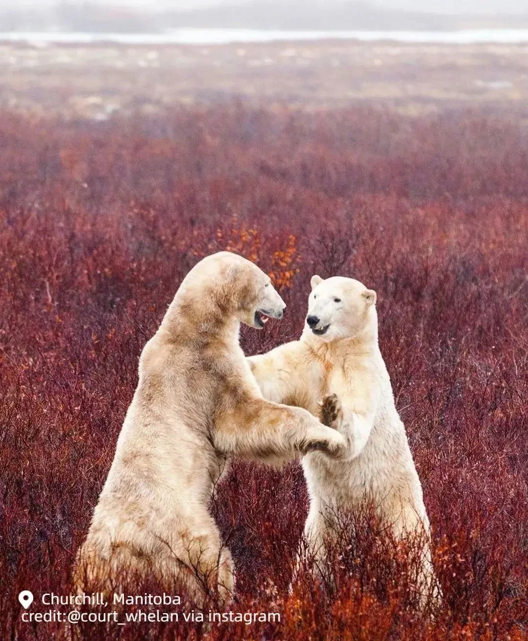 图片[24]-不到加拿大，不知道秋天有多美-华闻时空