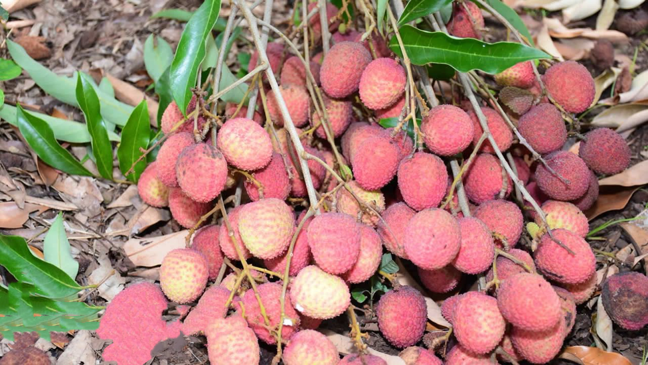 本岛荔枝仍然是价格很高的季节性水果-华闻时空