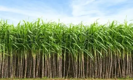 图片[1]-毛里求斯甘蔗工业局首席执行官辞职-华闻时空