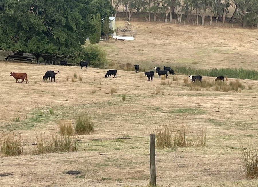 图片[11]-澳洲徽商总会新春聚会圆满落幕-华闻时空