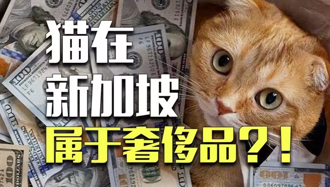 新加坡：想要养猫，先买豪宅？-华闻时空