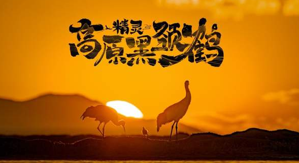中国电视-《高原精灵黑颈鹤》  -华闻时空