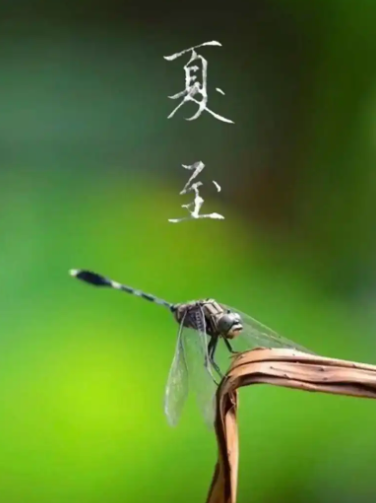 姜敏达诗歌欣赏：夏至-华闻时空