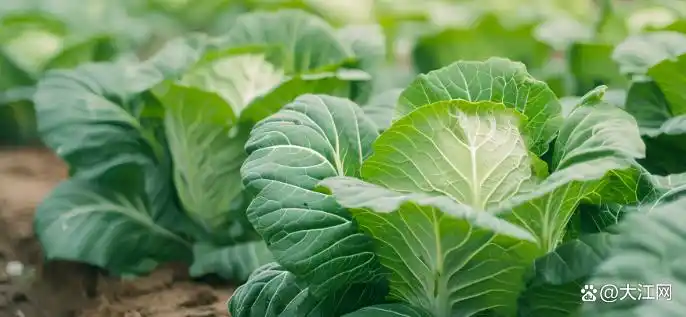 图片[2]-韩国一个西瓜涨到156元，一棵大白菜涨到22元-华闻时空