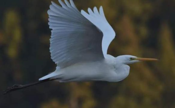 万古江河丨王自亮-华闻时空