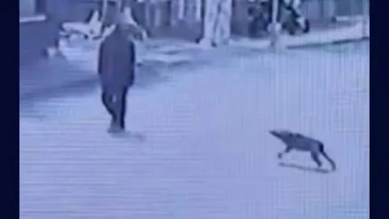 图片[1]-波累圣方耍居民长期遭受流浪狗困扰-华闻时空