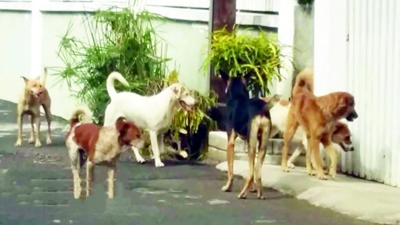 图片[1]-毛里求斯即将强制为狗植入电子芯片-华闻时空