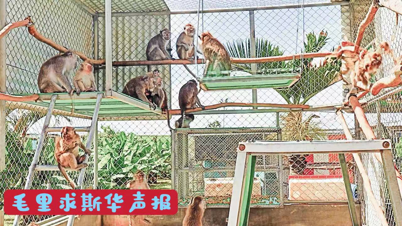 毛里求斯长尾猕猴遭长途运输用于实验-华闻时空
