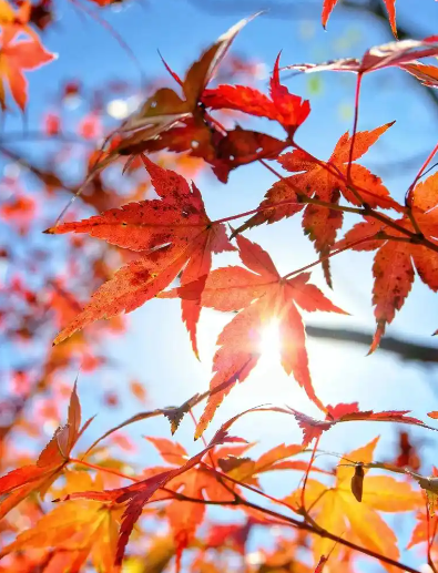 姜敏达诗歌欣赏：秋-华闻时空