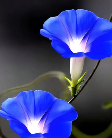 姜敏达诗歌欣赏：牵牛花-华闻时空