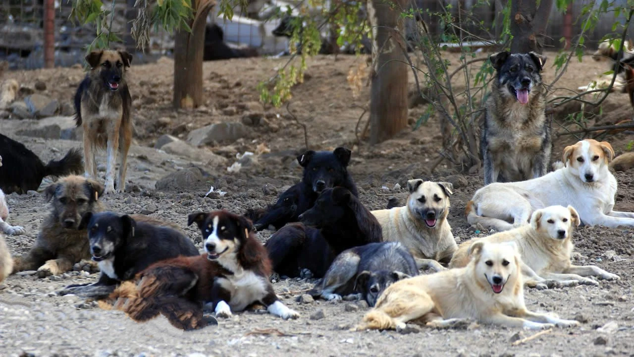 图片[1]-本周大篷车植入狗芯片已上路-华闻时空