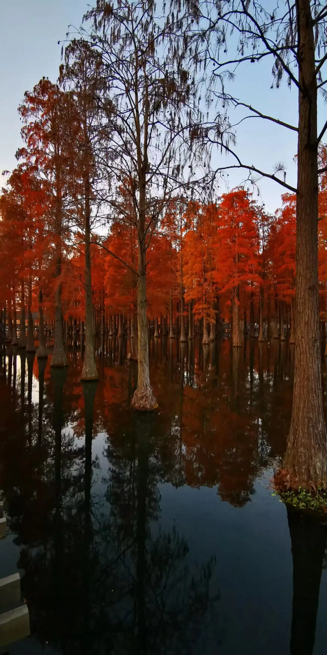 图片[6]-全美中国作家联谊会设宴欢迎上海著名摄影家徐祖伟夏茵伉俪访问美国-华闻时空