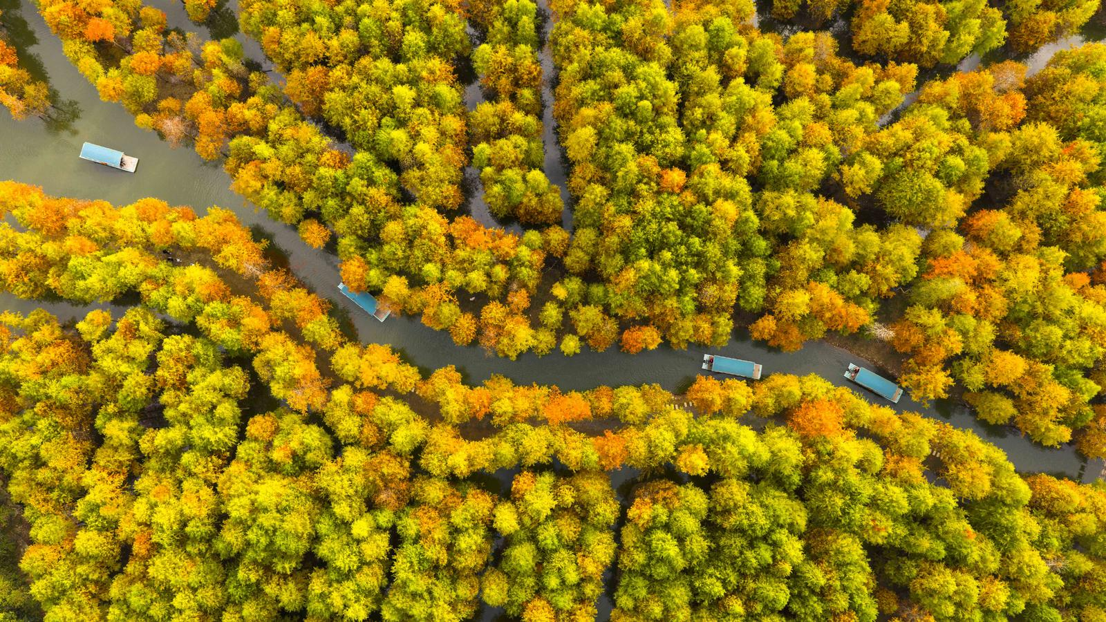 图片[4]-安徽宁国：红杉林美景引客来-华闻时空