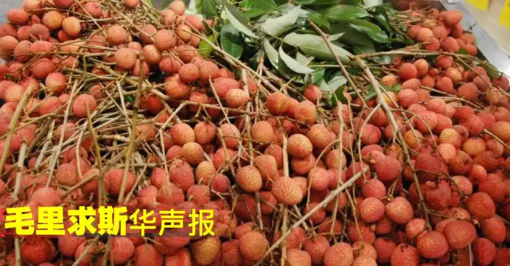 图片[1]-本岛荔枝行将陆续上市-华闻时空