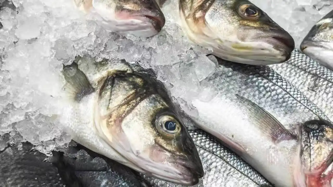 图片[1]-毛里求斯位列非洲第三大鱼类出口国之列-华闻时空