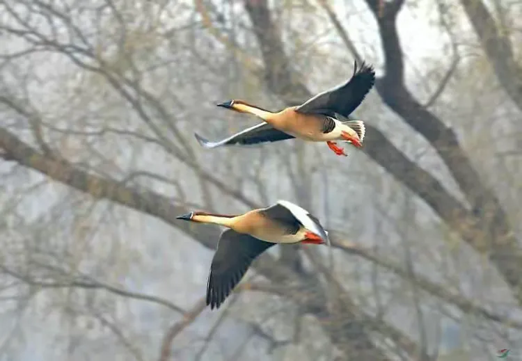 图片[3]-李彤河歌词五首-华闻时空
