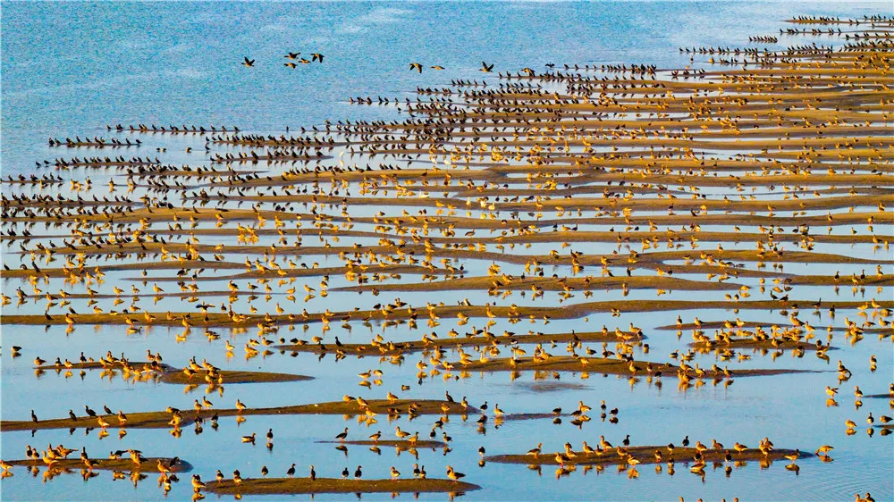 图片[1]-冬日江淮鸟翩跹-华闻时空