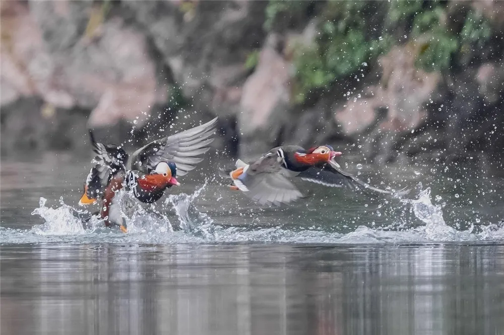 图片[2]-冬日江淮鸟翩跹-华闻时空