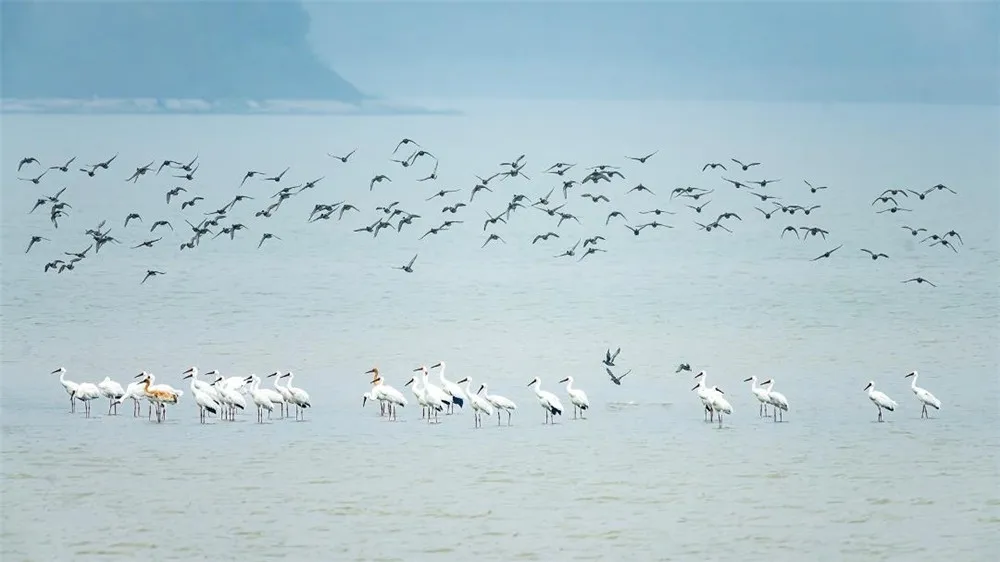 图片[3]-冬日江淮鸟翩跹-华闻时空