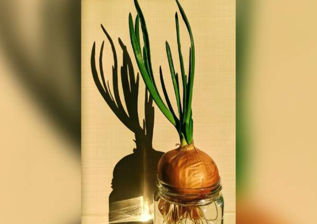 这就是中国人骨子里的种菜魂！华人在美自给自足，种下希望，收获满满幸福感！-华闻时空