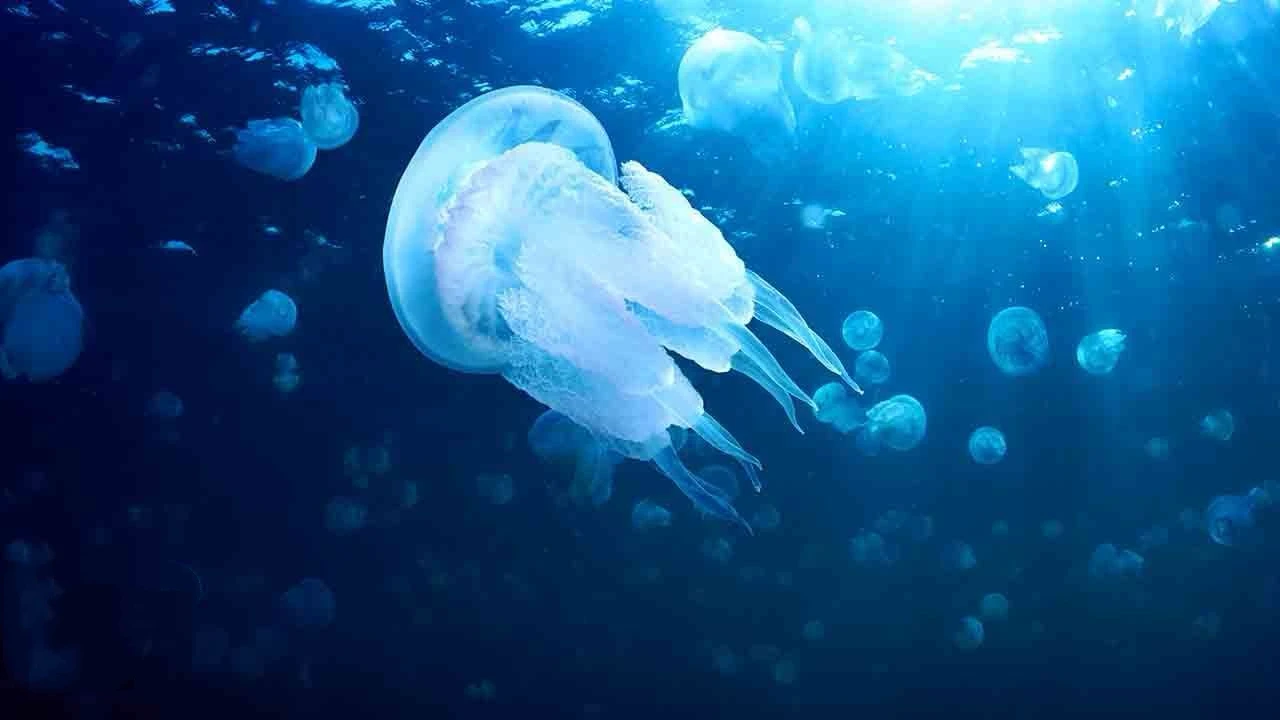 图片[1]-国家海岸护卫队本周发布了水母警告-华闻时空