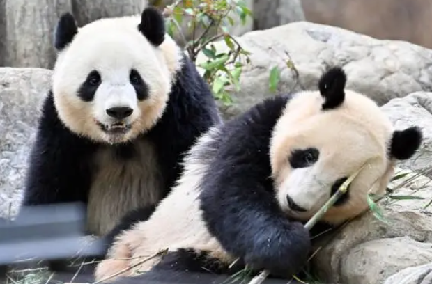最后一对大熊猫27日返回中国，日本将迎来“无熊猫”时代 -华闻时空