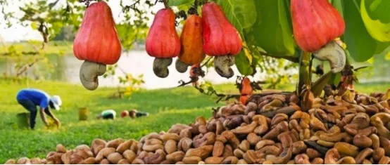 图片[1]-科特迪瓦：2025年腰果产量达150万吨，出口额6.23亿美元-华闻时空