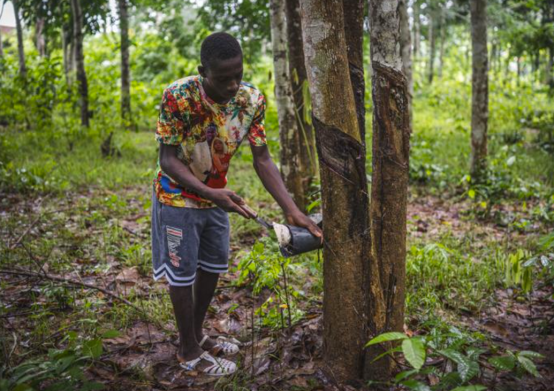 科特迪瓦:计划未来十年新增50万公顷橡胶种植园-华闻时空