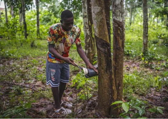 图片[1]-科特迪瓦：计划未来十年新增50万公顷橡胶种植园-华闻时空