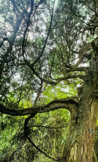 林輝煌：文心賦骨，大隱於業——王國鈞先生《大隱賦》讀後-华闻时空