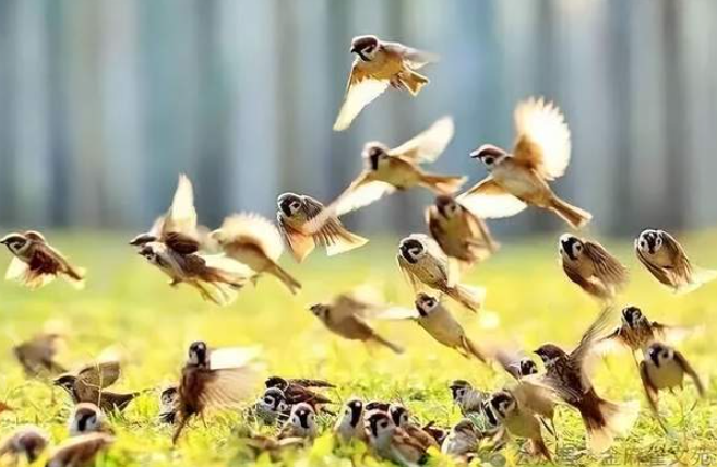 小小说家族谱系||L-华闻时空