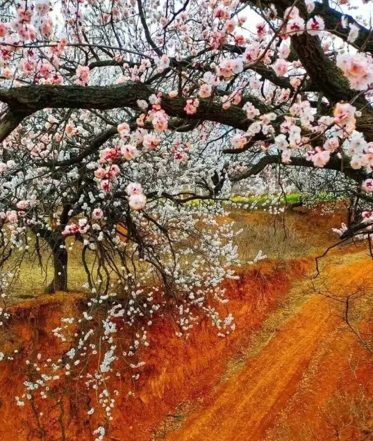 喊春风(外一首)| 周一渤-华闻时空