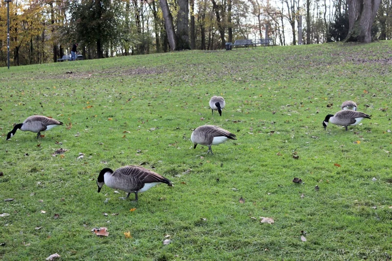 图片[8]-科隆“奇遇记”（上）-华闻时空