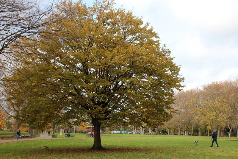 图片[1]-科隆“奇遇记”（上）-华闻时空