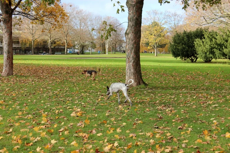 图片[4]-科隆“奇遇记”（上）-华闻时空