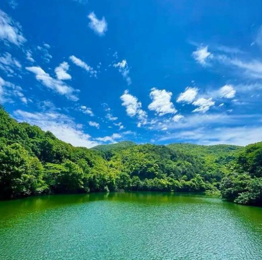 老树盈枝。 赵麟斌-华闻时空