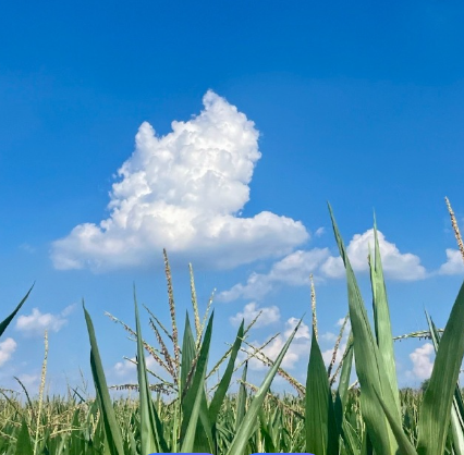 隐花与显情：冰凌《无花果》的叙事意象与伦理表达——读冰凌《无花果》-华闻时空