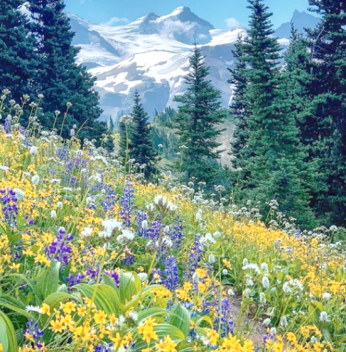 老树盈枝 (3) 赵麟斌-华闻时空