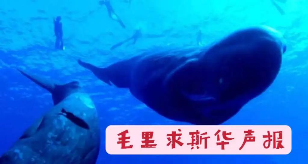图片[1]-毛里求斯海域仅存25头极度濒危的抹香鲸-华闻时空