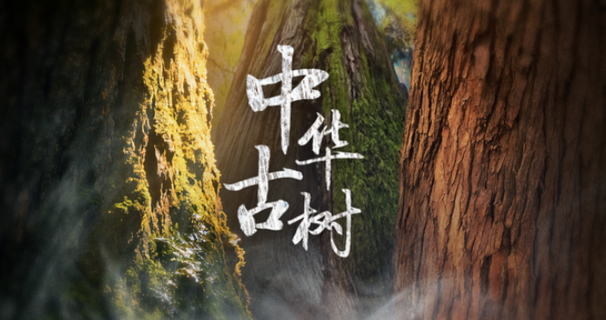 中国电视-《中华古树》-华闻时空