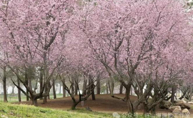 《柳叶湖的花》-华闻时空