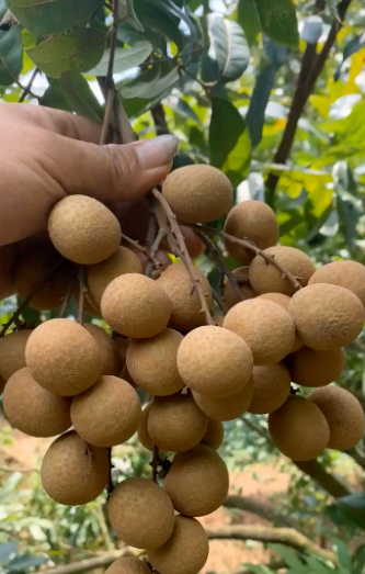 龙眼光里，心自归来——重读冰凌散文《摘龙眼》 桂清扬-华闻时空