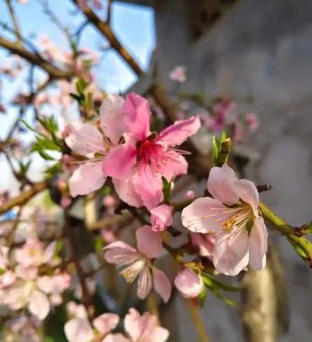 桃花依旧-华闻时空