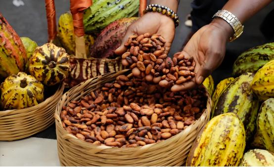 科特迪瓦：农业部公布2025-2026年中期销售季可可田间收购价为每公斤1200西非法郎-华闻时空
