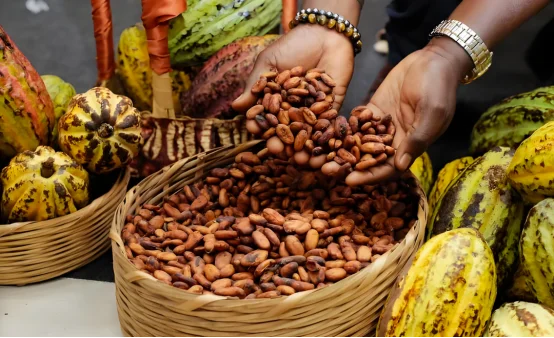 图片[1]-科特迪瓦：农业部公布2025-2026年中期销售季可可田间收购价为每公斤1200西非法郎-华闻时空